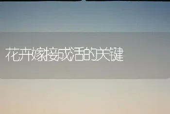 苏铁叶黄原因与防治