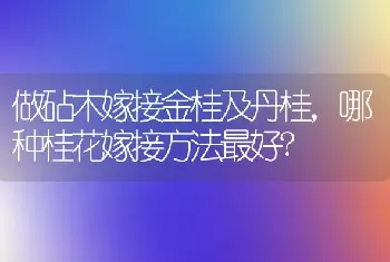 做砧木嫁接金桂及丹桂，哪种桂花嫁接方法最好?