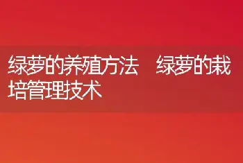 绿萝的养殖方法 绿萝的栽培管理技术