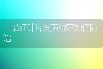 一品红叶片发黄脱落如何防治