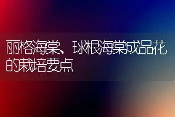 丽格海棠、球根海棠成品花的栽培要点