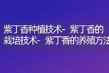 紫丁香种植技术-紫丁香的栽培技术-紫丁香的养殖方法