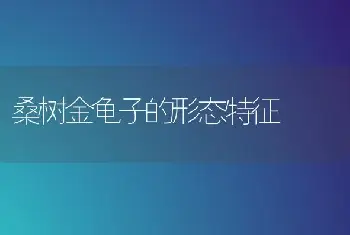 桑树金龟子的形态特征