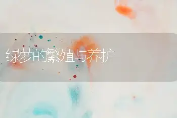 绿萝的繁殖与养护