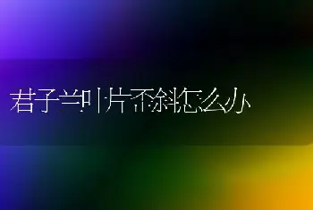 君子兰叶片歪斜怎么办