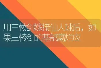 用三棱剑嫁接仙人球后，如果三棱剑的基部腐烂应