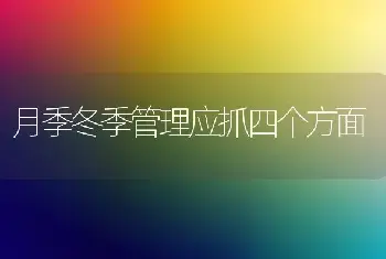 月季冬季管理应抓四个方面