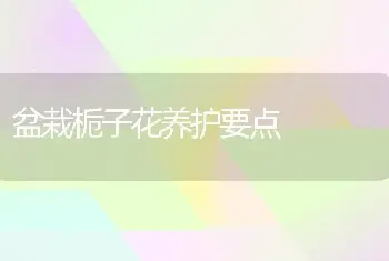 盆栽栀子花养护要点