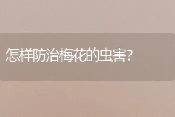 怎样防治梅花的虫害？