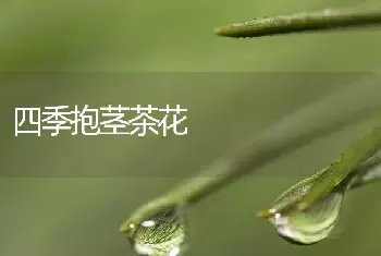 四季抱茎茶花