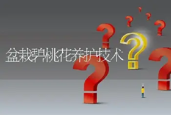 滴水观音有毒吗？