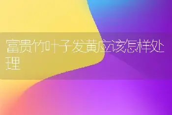 富贵竹叶子发黄应该怎样处理