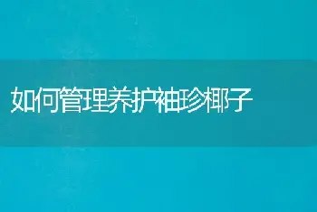 如何管理养护袖珍椰子