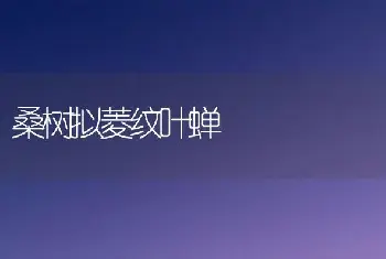 桑树拟菱纹叶蝉