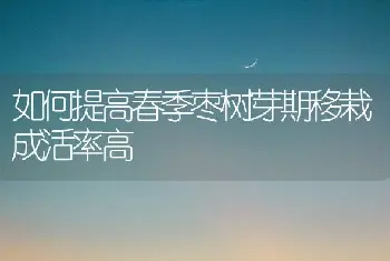 如何提高春季枣树芽期移栽成活率高