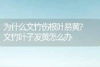 为什么文竹伤根叶易黄? 文竹叶子发黄怎么办