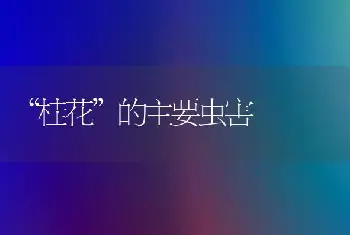 “桂花”的主要虫害