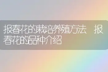 报春花的栽培养殖方法 报春花的品种介绍