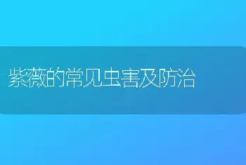 紫薇的常见虫害及防治