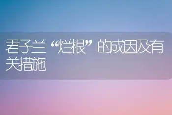 君子兰“烂根”的成因及有关措施