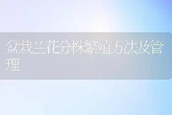 盆栽兰花分株繁殖方法及管理