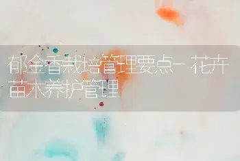 郁金香栽培管理要点-花卉苗木养护管理