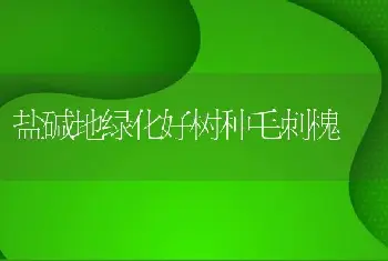 盐碱地绿化好树种毛刺槐