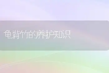 龟背竹的养护知识