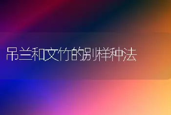 吊兰和文竹的别样种法