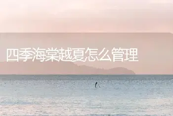 四季海棠越夏怎么管理