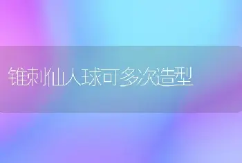 锥刺仙人球可多次造型