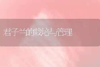 君子兰的栽培与管理