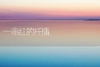 一串红的扦插