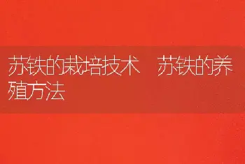 苏铁的栽培技术 苏铁的养殖方法