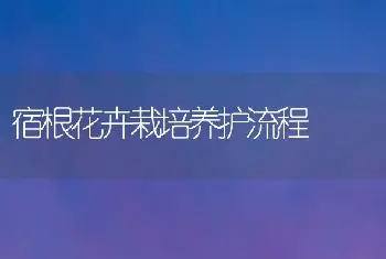 宿根花卉栽培养护流程