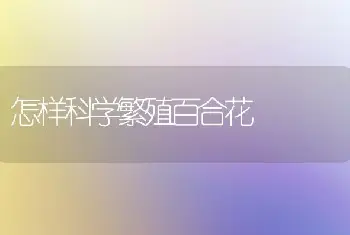 怎样科学繁殖百合花