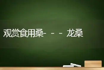 观赏食用桑---龙桑