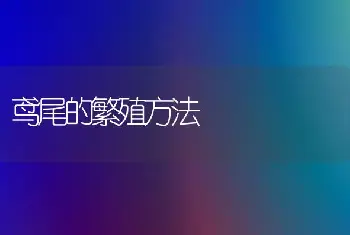 鸢尾的繁殖方法