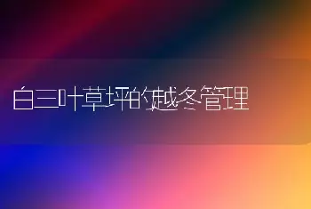 白三叶草坪的越冬管理