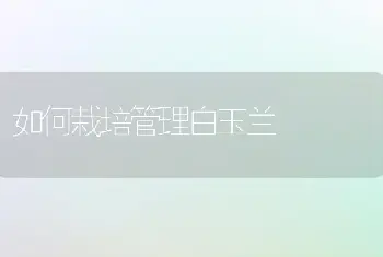 如何栽培管理白玉兰