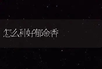 怎么种好郁金香