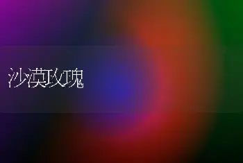 沙漠玫瑰