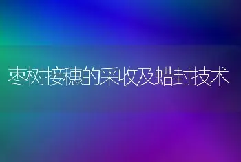 枣树接穗的采收及蜡封技术