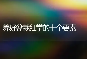 养好盆栽红掌的十个要素