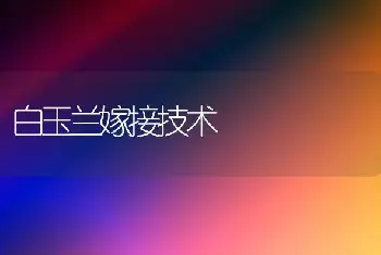 白玉兰嫁接技术