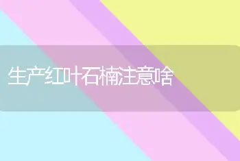 生产红叶石楠注意啥