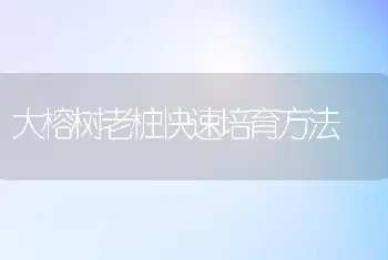 大榕树老桩快速培育方法