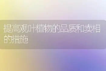 提高观叶植物的品质和卖相的措施