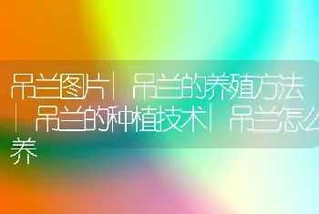 吊兰图片|吊兰的养殖方法|吊兰的种植技术|吊兰怎么养