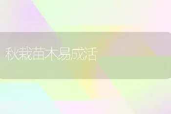 秋栽苗木易成活